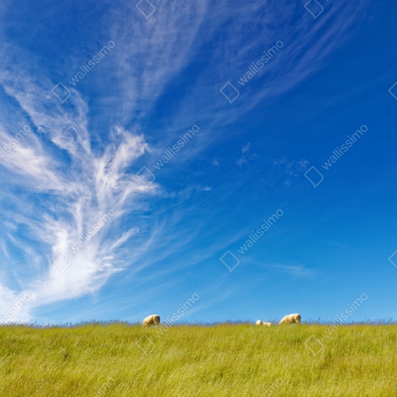 Naklejka na szafę spokojna łąka pod błękitnym niebem – Wallissimo® Naklejka na szafę spokojna łąka pod błękitnym niebem – Wallissimo®