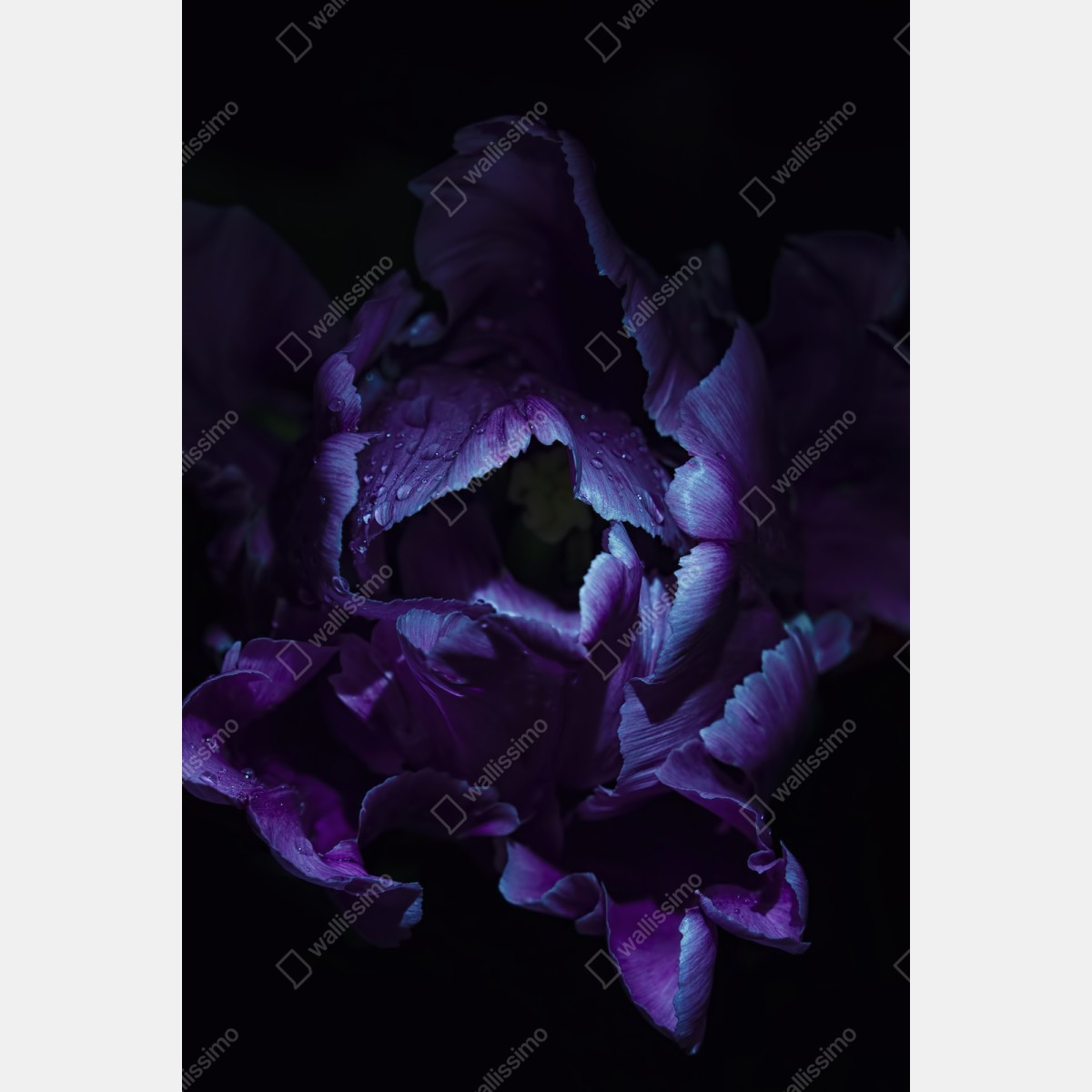 Naklejka na szafę fioletowy tulipan w ultrafiolecie – Wallissimo® Naklejka na szafę fioletowy tulipan w ultrafiolecie – Wallissimo®