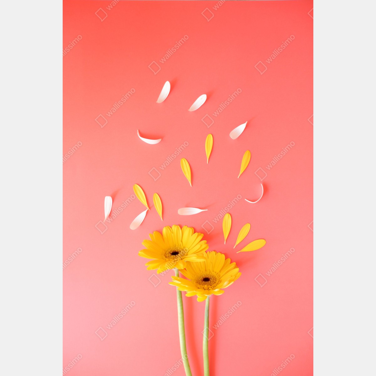 Naklejka na szafę słoneczne żółte gerbery na koralowym tle – Wallissimo® Naklejka na szafę słoneczne żółte gerbery na koralowym tle – Wallissimo®