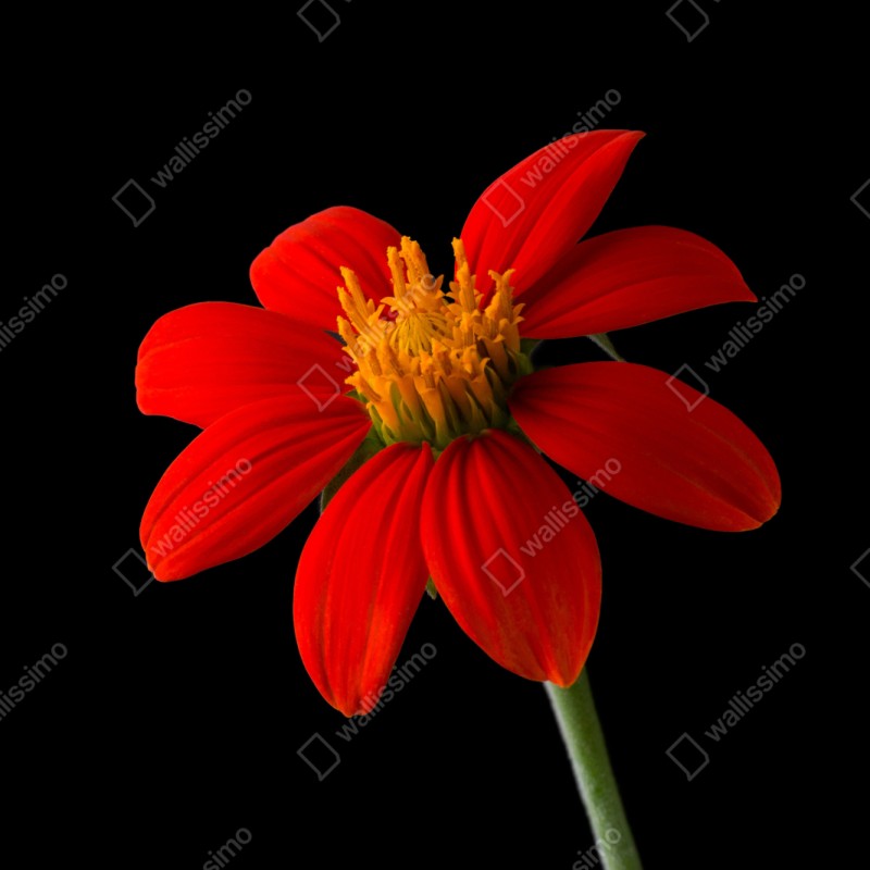 Naklejka na szafę żywy słonecznik meksykański na czarnym tle – Wallissimo® Naklejka na szafę żywy słonecznik meksykański na czarnym tle – Wallissimo®