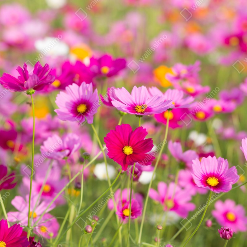 Naklejka na szafę różowa łąka kosmosów w rozkwicie – Wallissimo® Naklejka na szafę różowa łąka kosmosów w rozkwicie – Wallissimo®