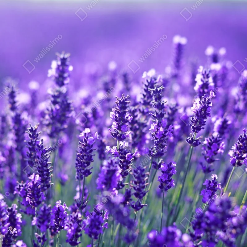 Naklejka na szafę zbliżenie pola lawendy – Wallissimo® Naklejka na szafę zbliżenie pola lawendy – Wallissimo®