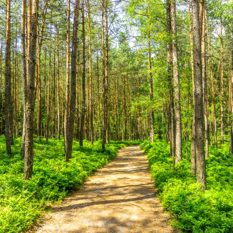 Naklejka na szafę słoneczna leśna ścieżka wśród sosen – Wallissimo® Naklejka na szafę słoneczna leśna ścieżka wśród sosen – Wallissimo®