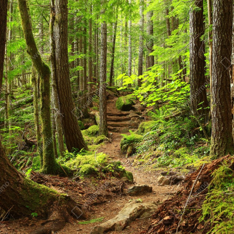 Naklejka na szafę mchowa leśna ścieżka – Wallissimo® Naklejka na szafę mchowa leśna ścieżka – Wallissimo®