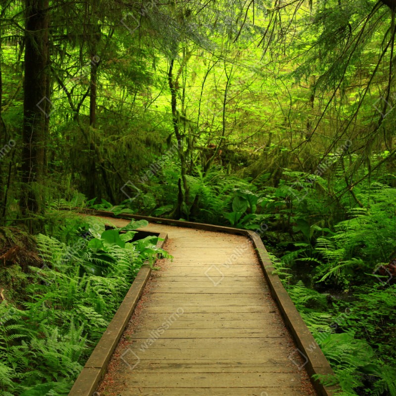 Naklejka na szafę spokojna zielona kładka leśna – Wallissimo® Naklejka na szafę spokojna zielona kładka leśna – Wallissimo®