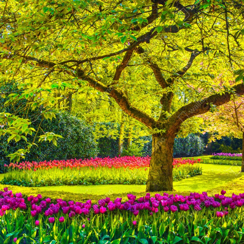 Naklejka na szafę barwny ogród tulipanów w Keukenhof – Wallissimo® Naklejka na szafę barwny ogród tulipanów w Keukenhof – Wallissimo®