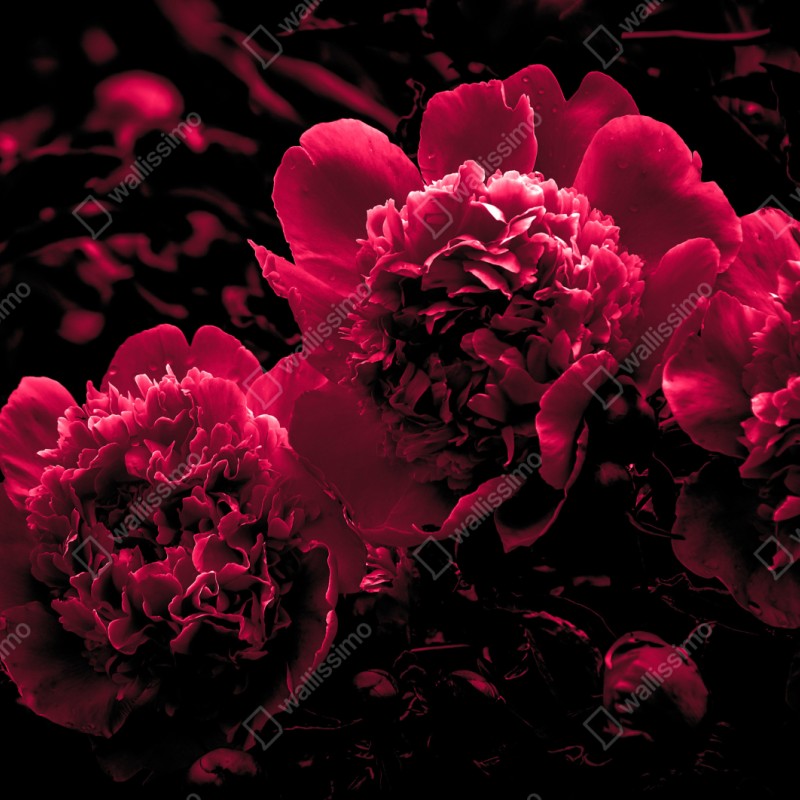 Naklejka na szafę nastrojowe różowe piwonie – Wallissimo® Naklejka na szafę nastrojowe różowe piwonie – Wallissimo®