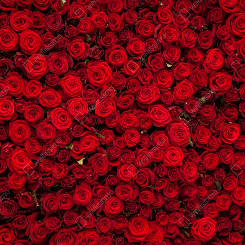 Naklejka na szafę nieskończona ściana czerwonych róż – Wallissimo® Naklejka na szafę nieskończona ściana czerwonych róż – Wallissimo®