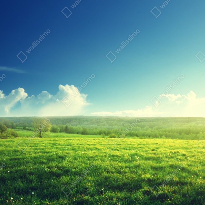 Naklejka na szafę słoneczna wiosenna łąka o zachodzie słońca – Wallissimo® Naklejka na szafę słoneczna wiosenna łąka o zachodzie słońca – Wallissimo®