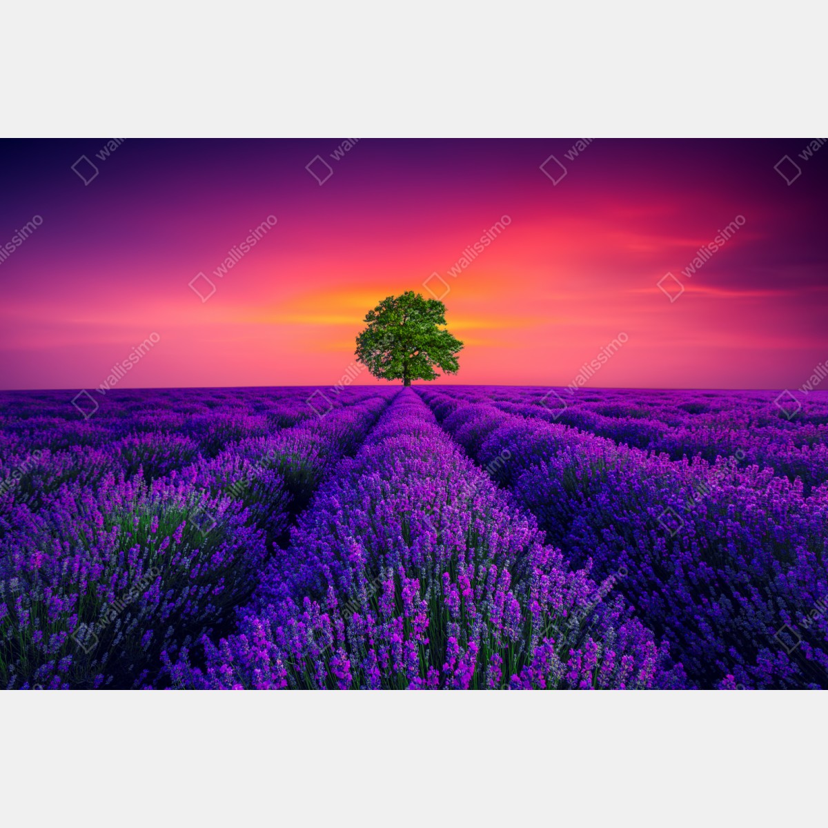 Naklejka na szafę pole lawendy o zachodzie słońca z samotnym drzewem – Wallissimo® Naklejka na szafę pole lawendy o zachodzie słońca z samotnym drzewem – Wallissimo®