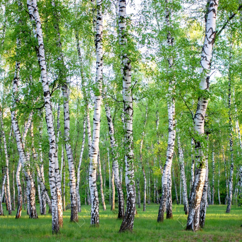 Naklejka na szafę spokojny brzozowy gaj latem – Wallissimo® Naklejka na szafę spokojny brzozowy gaj latem – Wallissimo®