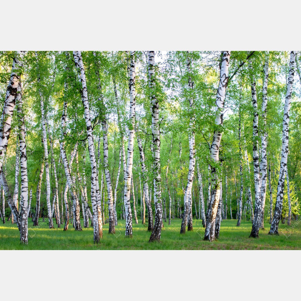 Naklejka na szafę spokojny brzozowy gaj latem – Wallissimo® Naklejka na szafę spokojny brzozowy gaj latem – Wallissimo®