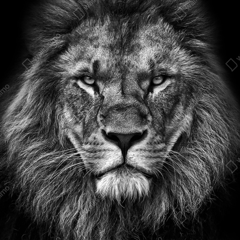 Naklejka na szafę majestatyczny portret lwa w monochromie – Wallissimo® Naklejka na szafę majestatyczny portret lwa w monochromie – Wallissimo®