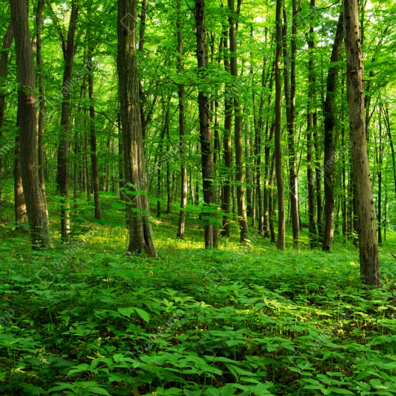 Naklejka na szafę słoneczny zielony las wiosną – Wallissimo® Naklejka na szafę słoneczny zielony las wiosną – Wallissimo®