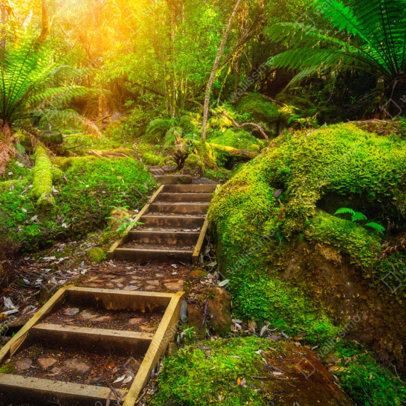 Naklejka na szafę ścieżka w lesie deszczowym na Półwyspie Tasmańskim – Wallissimo® Naklejka na szafę ścieżka w lesie deszczowym na Półwyspie Tasmańskim – Wallissimo®