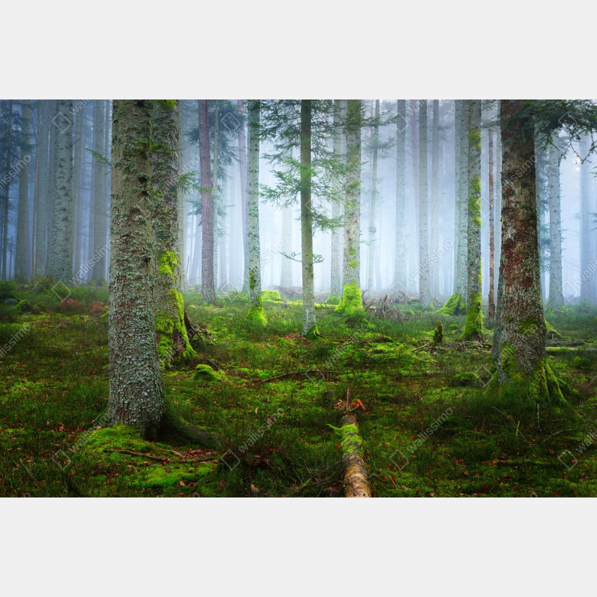 Naklejka na szafę mglisty las sosnowy z Alzacji – Wallissimo® Naklejka na szafę mglisty las sosnowy z Alzacji – Wallissimo®