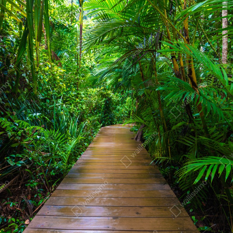 Naklejka na szafę mangrowa kładka w bujnej zielonej dżungli – Wallissimo® Naklejka na szafę mangrowa kładka w bujnej zielonej dżungli – Wallissimo®