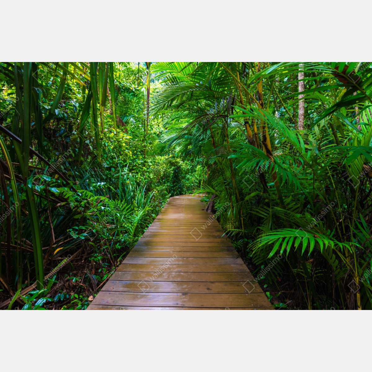 Naklejka na szafę mangrowa kładka w bujnej zielonej dżungli – Wallissimo® Naklejka na szafę mangrowa kładka w bujnej zielonej dżungli – Wallissimo®