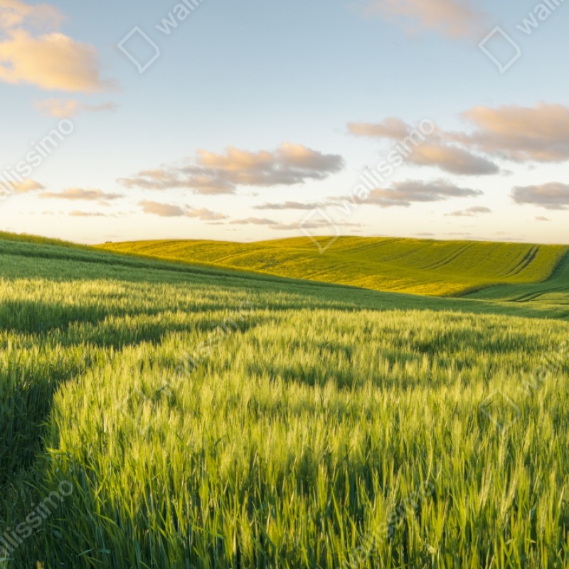 Naklejka na szafę spokojna zielona łąka panorama – Wallissimo® Naklejka na szafę spokojna zielona łąka panorama – Wallissimo®