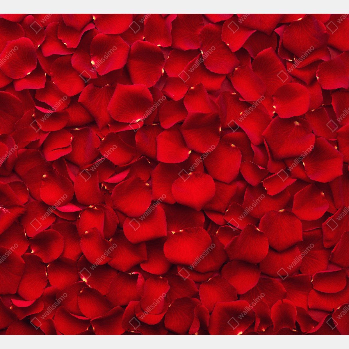 Naklejka na szafę czerwone płatki róż tło – Wallissimo® Naklejka na szafę czerwone płatki róż tło – Wallissimo®