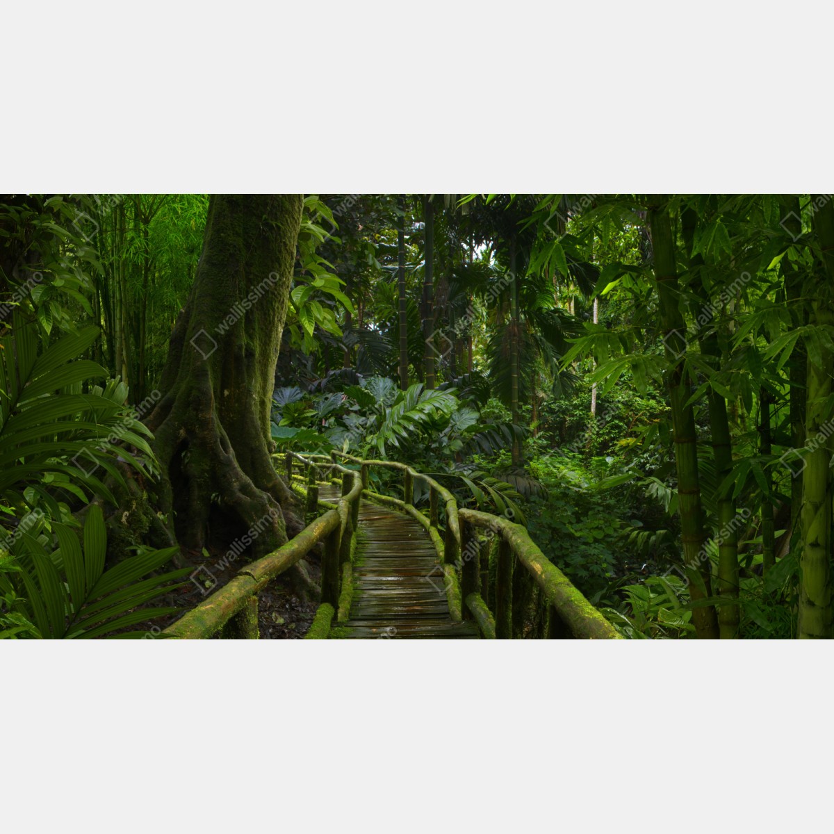 Naklejka na szafę spokojna kładka w dżungli przez bujny las deszczowy – Wallissimo® Naklejka na szafę spokojna kładka w dżungli przez bujny las deszczowy – Wallissimo®