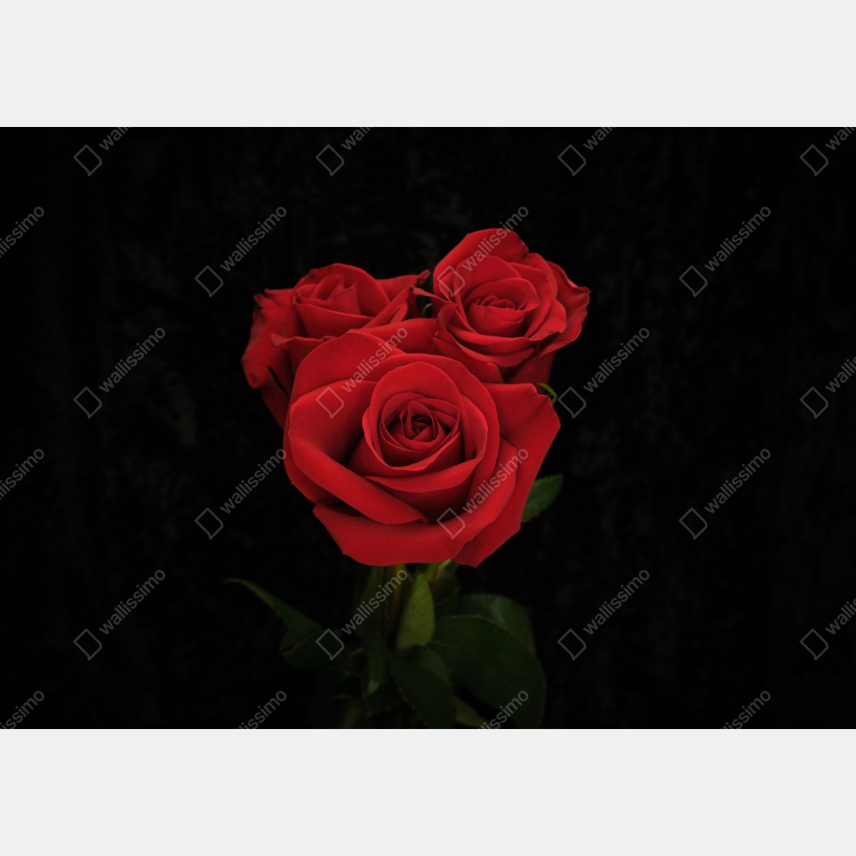 Naklejka na szafę czerwone róże na czarnym tle – Wallissimo® Naklejka na szafę czerwone róże na czarnym tle – Wallissimo®