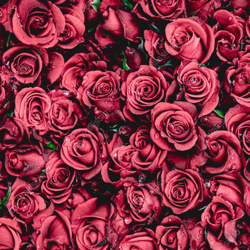 Naklejka na szafę gęste czerwone róże dekoracja ścienna – Wallissimo® Naklejka na szafę gęste czerwone róże dekoracja ścienna – Wallissimo®