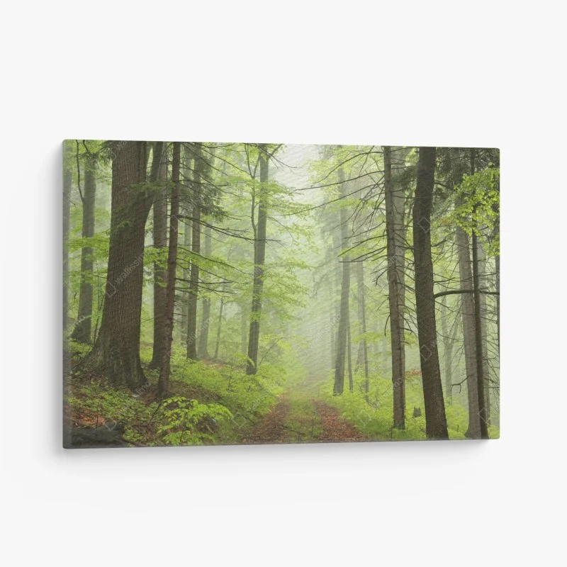 Obraz na płótnie mglisty zielony leśny szlak