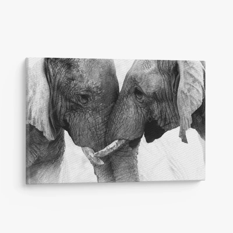 Obraz na płótnie uścisk słoni czarno-biały portret