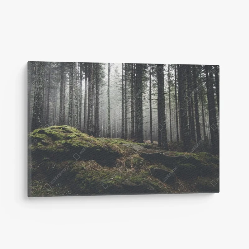 Obraz na płótnie mglisty las porośnięty mchem