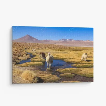 Obraz na płótnie lamy na Altiplano – Wallissimo®