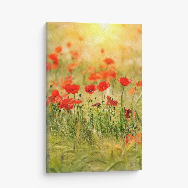Obraz na płótnie łąka czerwonych maków w słońcu