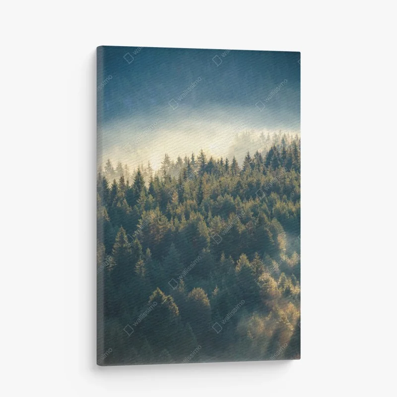 Obraz na płótnie mglisty las sosnowy o świcie