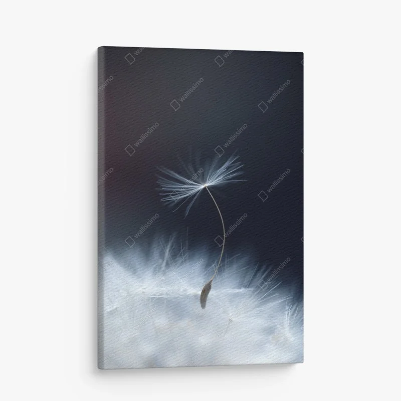 Obraz na płótnie delikatne zbliżenie nasiona dmuchawca