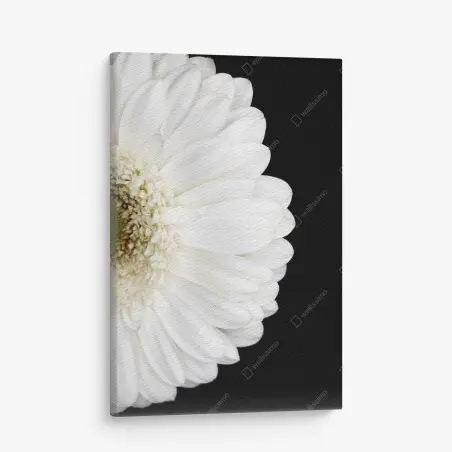 Obraz na płótnie biała gerbera na czarnym tle minimalistyczne zbliżenie – Wallissimo®