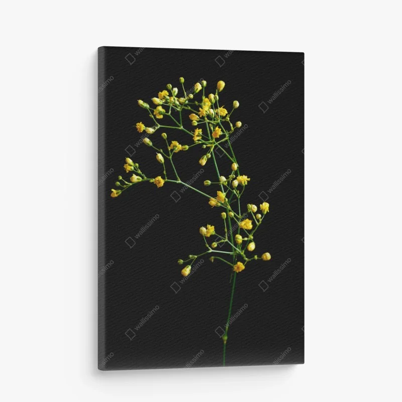 Obraz na płótnie delikatna żółta gipsówka na czarnym tle