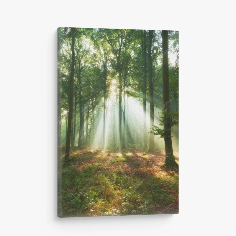Obraz na płótnie poranne światło w lesie