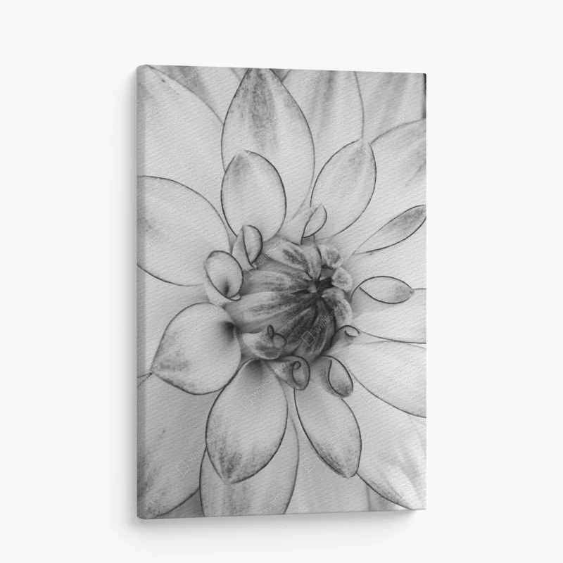 Obraz na płótnie monochromatyczne zbliżenie dalii