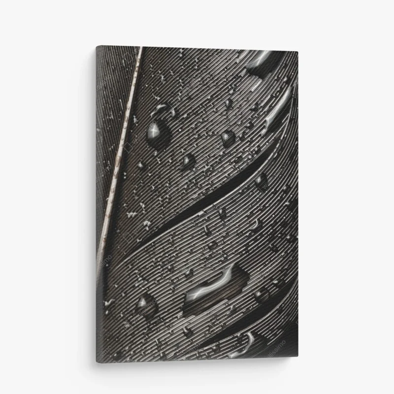 Obraz na płótnie czarno-białe pióro z kroplami wody