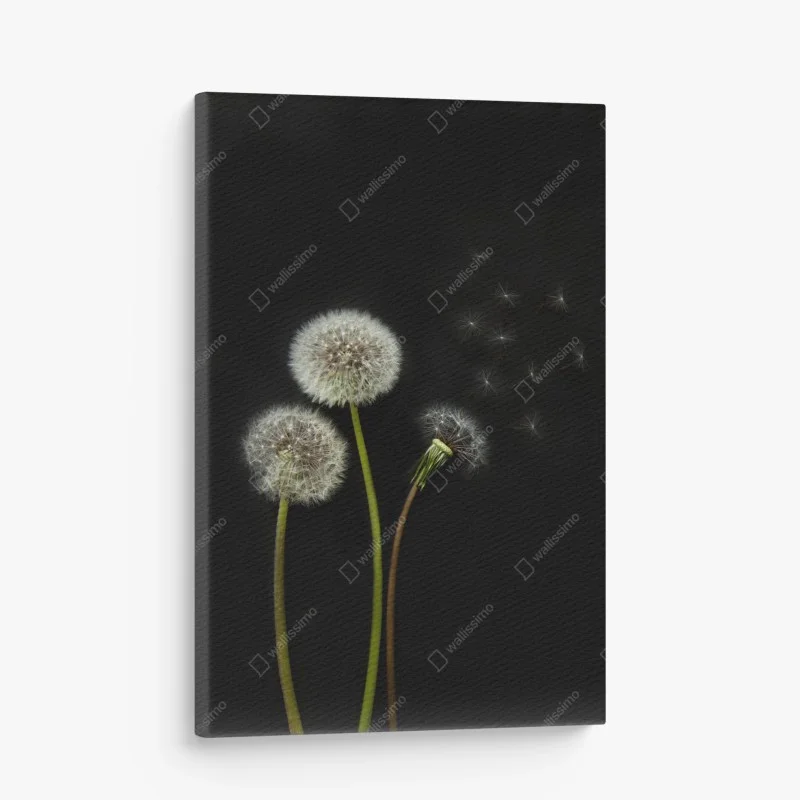 Obraz na płótnie delikatne główki mniszka na czarnym tle