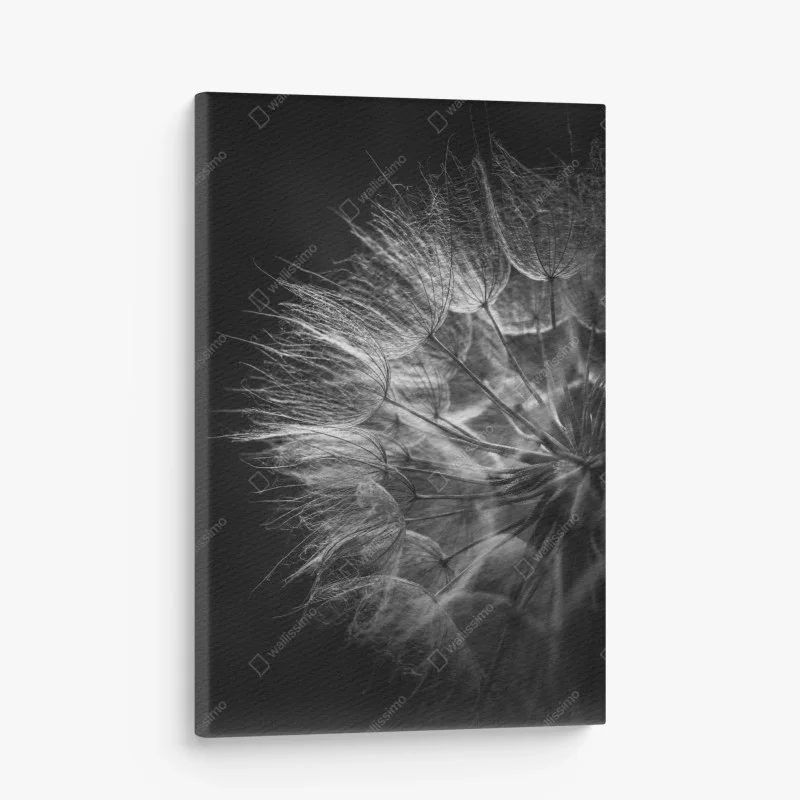 Obraz na płótnie delikatny puch dmuchawca w monochromie
