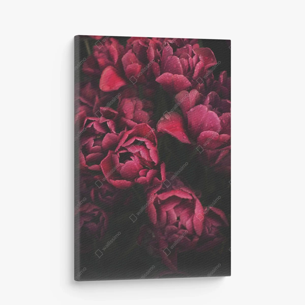 Obraz na płótnie głębokie bordowe kwiaty z kroplami wody – Wallissimo® Obraz na płótnie głębokie bordowe kwiaty z kroplami wody – Wallissimo®