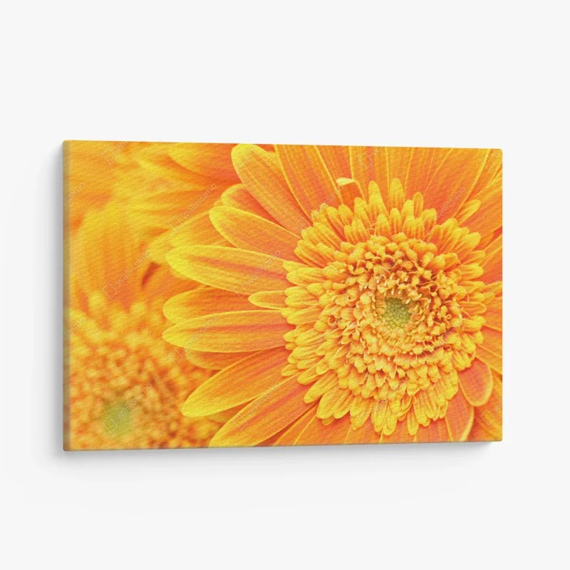 Obraz na płótnie intensywna pomarańczowa gerbera z bliska