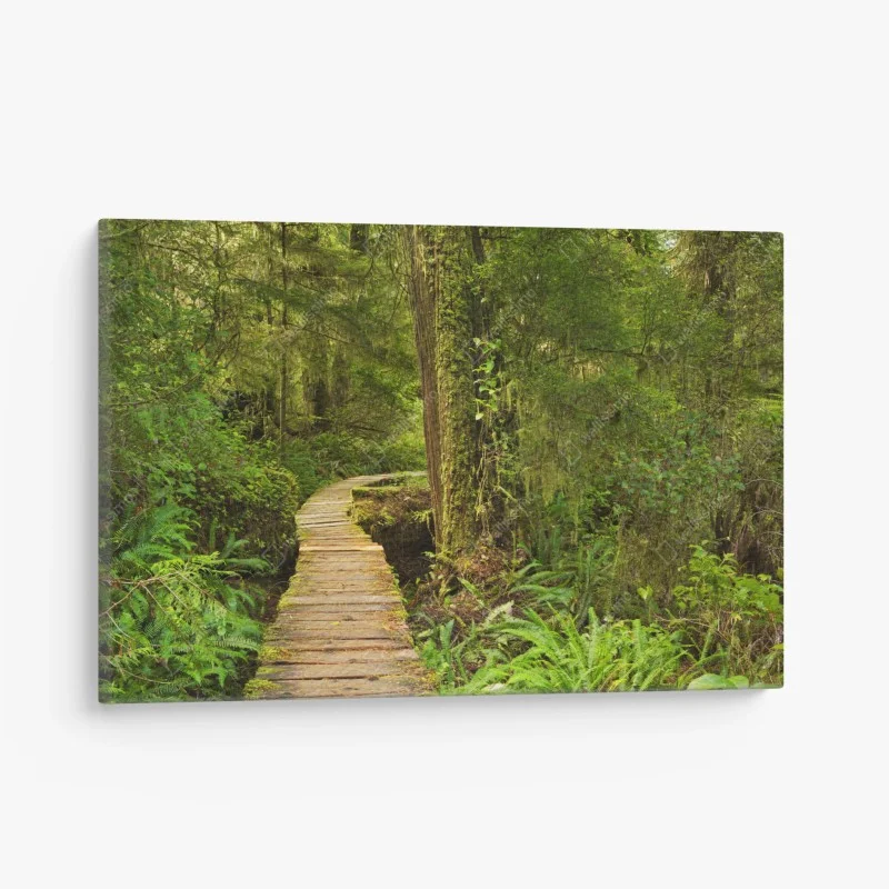 Obraz na płótnie pomost w lesie deszczowym Pacific Rim