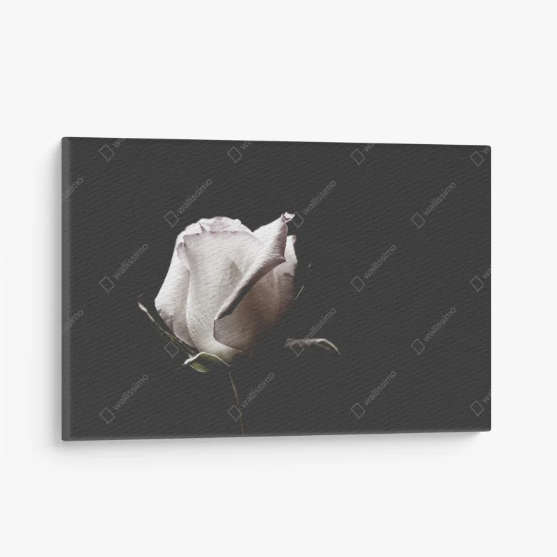 Obraz na płótnie biały róż na czarnym tle