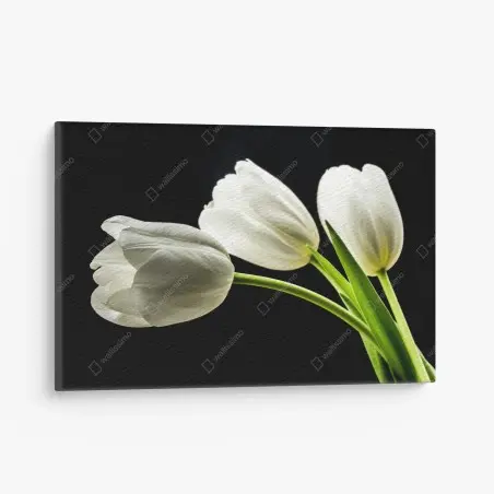 Obraz na płótnie eleganckie białe tulipany na czarnym tle – Wallissimo®
