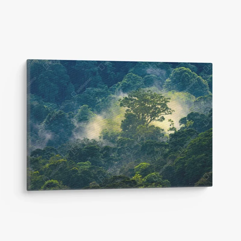 Obraz na płótnie mglisty las deszczowy z koronami drzew