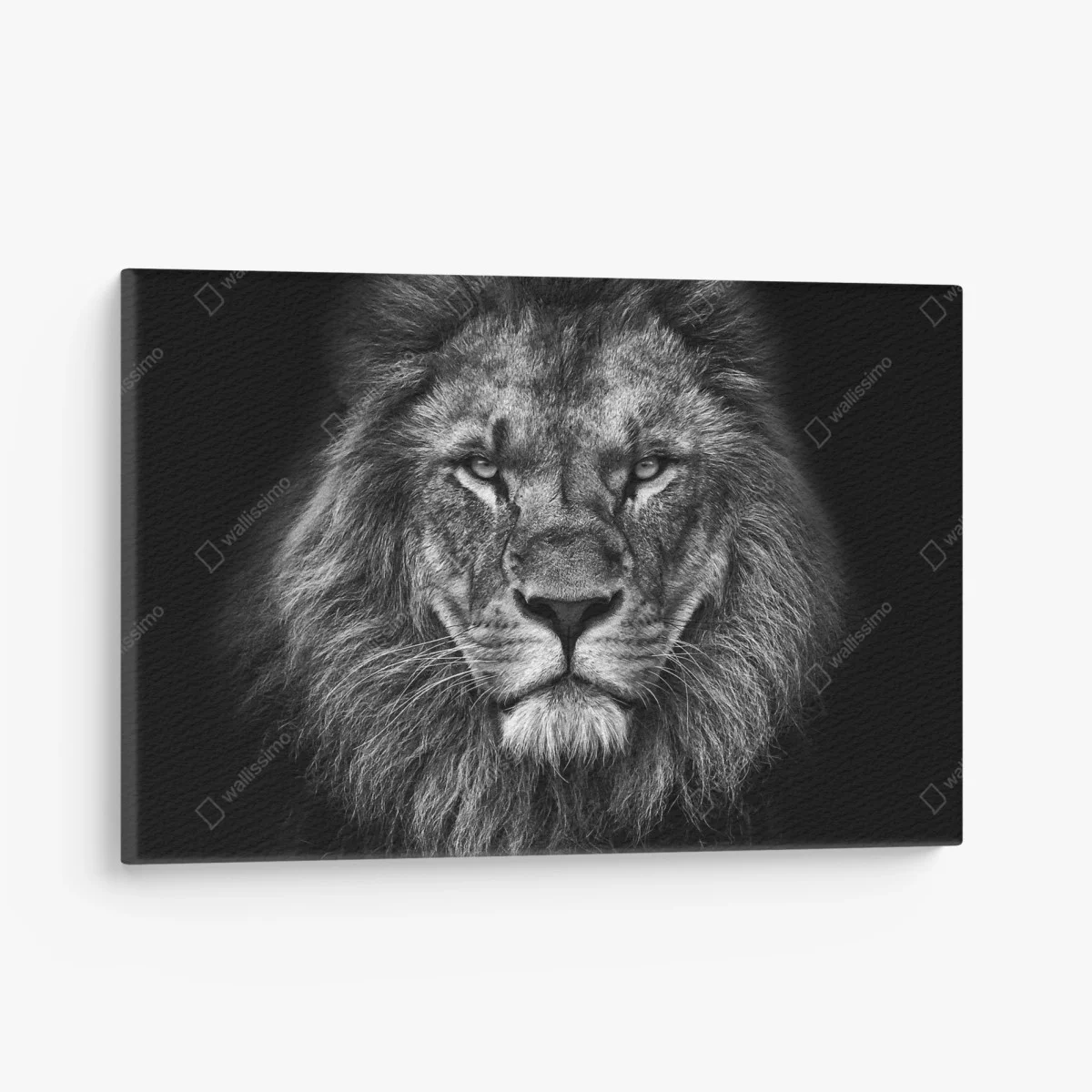 Obraz na płótnie majestatyczny portret lwa w monochromie – Wallissimo® Obraz na płótnie majestatyczny portret lwa w monochromie – Wallissimo®