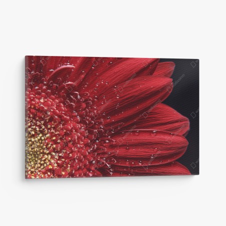 Obraz na płótnie czerwona gerbera makro z kroplami rosy – Wallissimo®