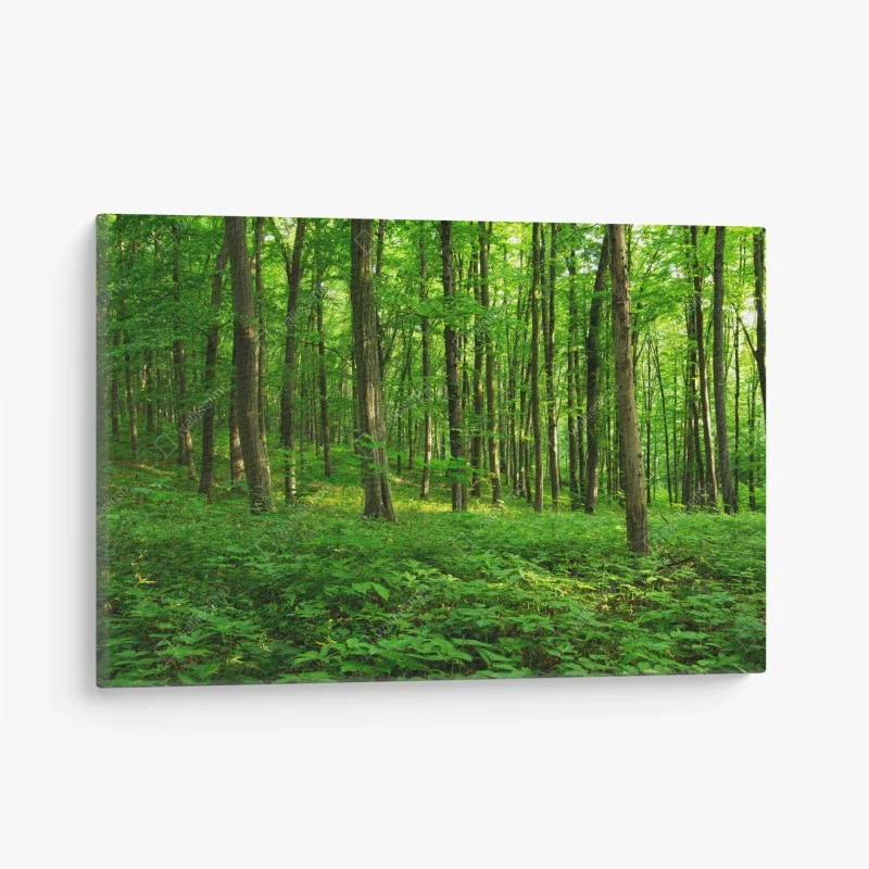 Obraz na płótnie słoneczny zielony las wiosną
